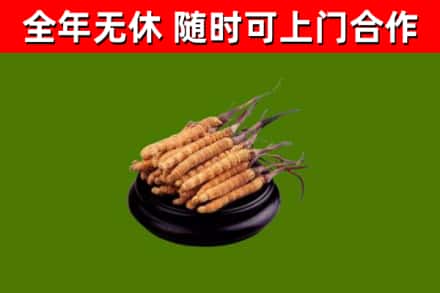 怀集回收散虫草